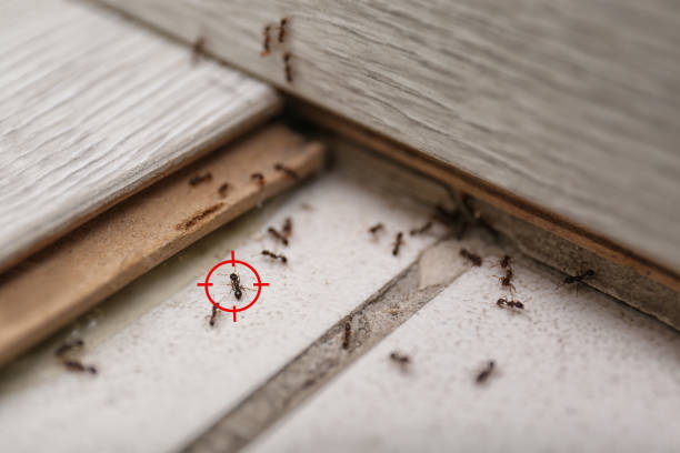 Trusted Sandston, VA Pest Control Experts
