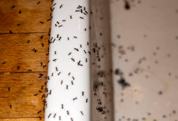 Best Exterminator Services  in Sandston, VA