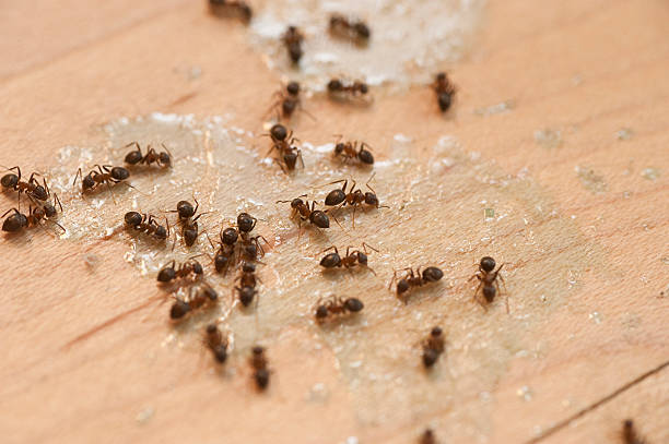 Best Bed Bug Extermination  in Sandston, VA
