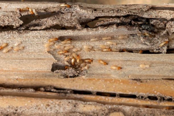 Best Best Pest Control Companies  in Sandston, VA