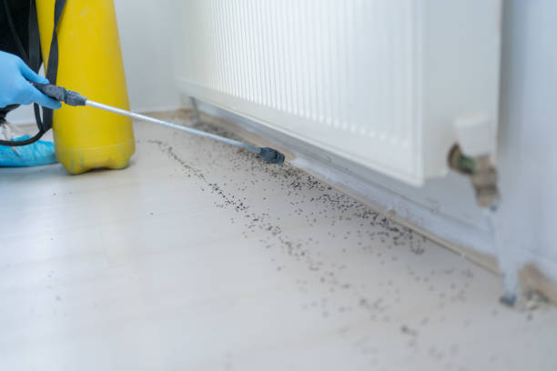 Insect Control in Sandston, VA